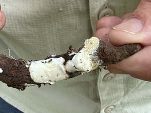 Fungal colonisation of surface residues