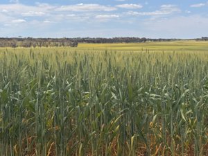 Watheroo wheat crop 06143