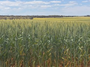 Watheroo wheat crop 06144