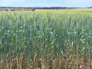 Watheroo wheat crop 06145