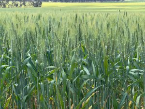 Watheroo wheat crop 06149
