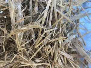 Mycelium #25 advanced colonisation