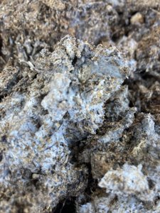 Mycelium #25 culture (close-up)