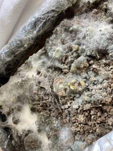 Propagation of wild mycelium