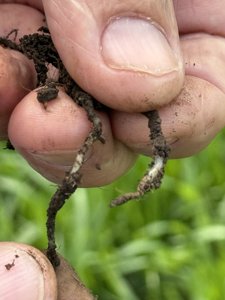 Mycelium on roots (detail)
