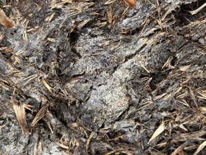 Mycelium and decomposing residue